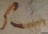 Scientists find oldest-known fossilized digestive tract – 550 million years A fossilized cloudinomorph from the Montgomery Mountains near Pahrump, Nevada. This is representative of the fossil that was analyzed in the study.
