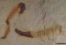 A fossilized cloudinomorph from the Montgomery Mountains near Pahrump, Nevada. This is representative of the fossil that was analyzed in the study.
