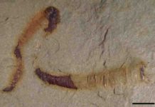 Scientists find oldest-known fossilized digestive tract – 550 million years A fossilized cloudinomorph from the Montgomery Mountains near Pahrump, Nevada. This is representative of the fossil that was analyzed in the study.