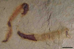 A fossilized cloudinomorph from the Montgomery Mountains near Pahrump, Nevada. This is representative of the fossil that was analyzed in the study.