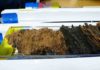 Seismic biomarkers in Japan Trench fault zone reveal history of large earthquakes Core samples from the fault zone of the Japan Trench were recovered by the JFAST project and analyzed for evidence of past large earthquakes.