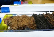 Seismic biomarkers in Japan Trench fault zone reveal history of large earthquakes Core samples from the fault zone of the Japan Trench were recovered by the JFAST project and analyzed for evidence of past large earthquakes.
