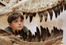 The new dinosaur is called Tralkasaurus, which means "thunder reptile" in the indigenous Mapuche language common in Patagonia. In this file photo, a boy in Melbourne, Australia inspects the teeth of a theropod dinosaur