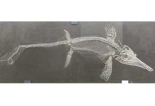 Boom and bust for ancient sea dragons This very complete specimen of the ichthyosaur Suevoleviathan is from the Early Jurassic of Germany. Many excellently preserved ichthyosaur fossils are known from this time and have been collected from the UK and Germany. Mary Anning from Lyme Regis is intimately associated with fossil collection and found the first recognized ichthyosaur fossils in 1810. Credit: Dr Ben Moon & Dr Tom Stubbs