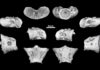 Egoria malashichevi : Palaeontologists identify new Jurassic amphibian A group of Russian and German palaeontologists have described a previously unknown genus and species of prehistoric salamanders. The new amphibian is named Egoria malashichevi -- in honor of Yegor Malashichev a talented scientist and associate professor of the Department of Vertebrate Zoology at St Petersburg University, who passed away at the end of 2018. Credit: Pavel Skutschas