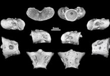 Egoria malashichevi : Palaeontologists identify new Jurassic amphibian A group of Russian and German palaeontologists have described a previously unknown genus and species of prehistoric salamanders. The new amphibian is named Egoria malashichevi -- in honor of Yegor Malashichev a talented scientist and associate professor of the Department of Vertebrate Zoology at St Petersburg University, who passed away at the end of 2018. Credit: Pavel Skutschas