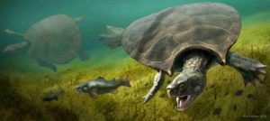 A graphic reconstruction of the giant turtle Stupendemys geographicus: male (front) and female individual (left) swimming in freshwater. Credit: Artwork: Jaime Chirinos