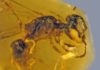 Fossilized insect from 100 million years ago is oldest record of primitive bee with pollen 100-million-year-old Discoscapa apicula. The bee is carrying four beetle triungulins. Credit: George Poinar Jr., OSU College of Science.