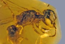Fossilized insect from 100 million years ago is oldest record of primitive bee with pollen 100-million-year-old Discoscapa apicula. The bee is carrying four beetle triungulins. Credit: George Poinar Jr., OSU College of Science.