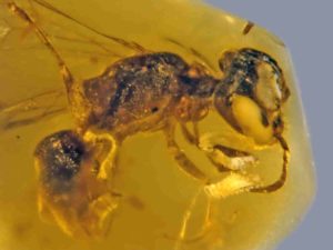 100-million-year-old Discoscapa apicula. The bee is carrying four beetle triungulins. Credit: George Poinar Jr., OSU College of Science.