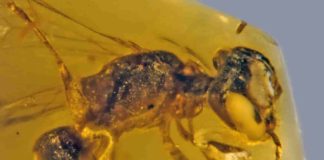 100-million-year-old Discoscapa apicula. The bee is carrying four beetle triungulins. Credit: George Poinar Jr., OSU College of Science.