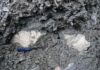 Fossils help identify a lone ‘bright spot’ in a similar state to coral reefs before human impact Fossil coral close-up Credit: Aaron O'Dea