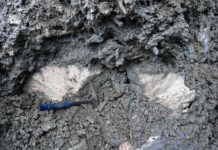 Fossils help identify a lone ‘bright spot’ in a similar state to coral reefs before human impact Fossil coral close-up Credit: Aaron O'Dea