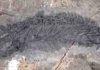 New thalattosaur species discovered in Southeast Alaska The fossil of Gunakadeit joseeae, which was found in Southeast Alaska. About two thirds of the tail had already eroded away when the fossil was discovered. Credit: University of Alaska Museum of the North