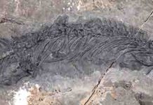New thalattosaur species discovered in Southeast Alaska The fossil of Gunakadeit joseeae, which was found in Southeast Alaska. About two thirds of the tail had already eroded away when the fossil was discovered. Credit: University of Alaska Museum of the North
