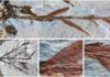 ‘Oldest bamboo’ fossil from Eocene Patagonia turns out to be a conifer The holotype of the species Retrophyllum oxyphyllum (comb. nov.), previously thought to be the oldest known bamboo. Credit: Peter Wilf