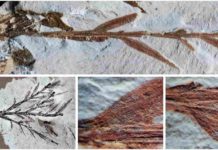 ‘Oldest bamboo’ fossil from Eocene Patagonia turns out to be a conifer The holotype of the species Retrophyllum oxyphyllum (comb. nov.), previously thought to be the oldest known bamboo. Credit: Peter Wilf