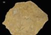 Oldest known record of amphibian tracks in the UK NHMUK PV R 9372, Palaeosauropus sp., (a) colour photograph of the original sandstone slab and tracks, (b) 3D digital render of the plaster cast of the sandstone slab and tracks and (c) black and white photograph of the original sandstone slab and tracks. In (b), left manus and pes prints are denoted a and b respectively, the right pes prints c and e, with print d being the right manus. The indented area left of print e is identified as damage to the specimen rather than a footprint impression.
