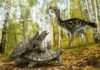 One single primitive turtle resisted mass extinction in the northern hemisphere A reconstruction of Laurasichersis relicta which lived in the northen hemisphere 66 millons years ago. Credit: José Antonio Peñas (SINC)