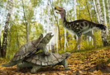 One single primitive turtle resisted mass extinction in the northern hemisphere A reconstruction of Laurasichersis relicta which lived in the northen hemisphere 66 millons years ago. Credit: José Antonio Peñas (SINC)