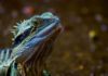 Vellbergia bartholomaei : Tiny prehistoric lizard sheds light on reptile evolution lizard