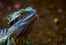 Vellbergia bartholomaei : Tiny prehistoric lizard sheds light on reptile evolution lizard