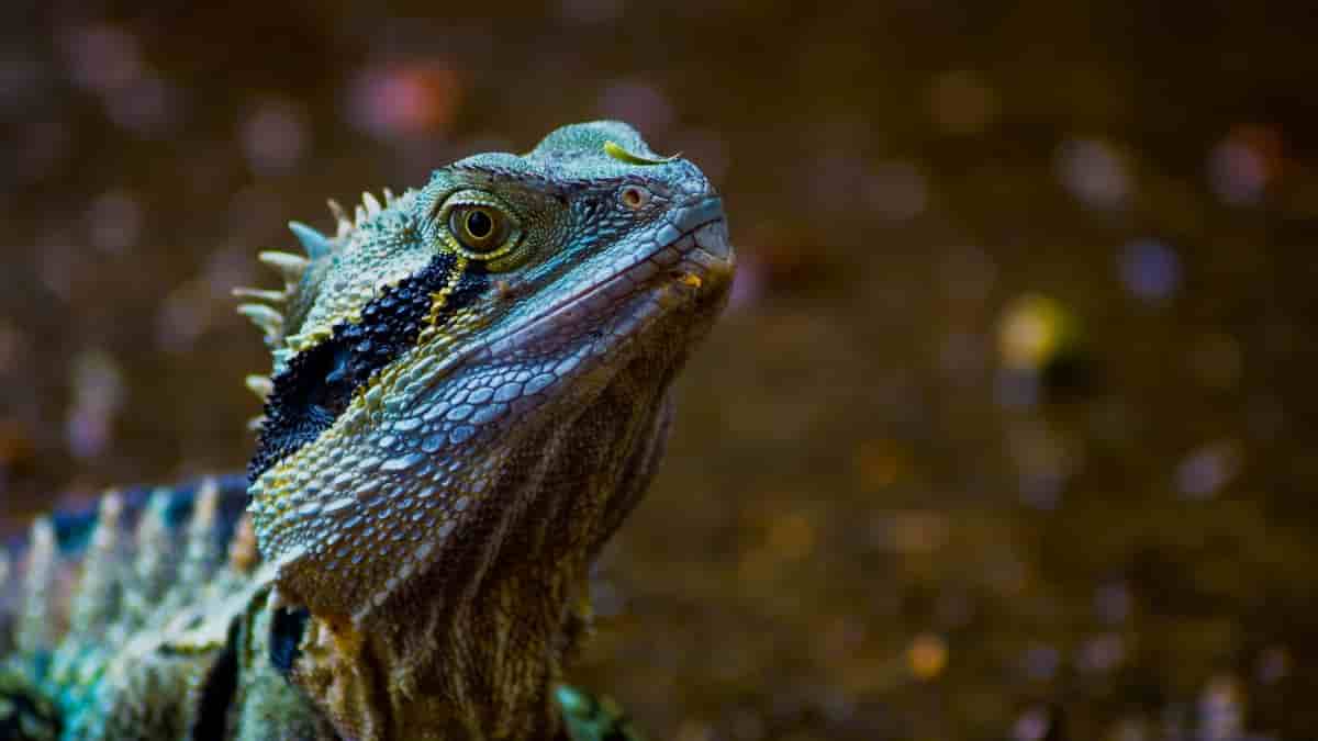 Sea dragons' genes give clues to their distinctive looks