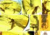 Amber specimens reveal origin of long mouthpart of scorpionflies Aneuretopsychidae from Late Cretaceous Burmese amber. Credit: NIGPAS
