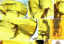 Amber specimens reveal origin of long mouthpart of scorpionflies Aneuretopsychidae from Late Cretaceous Burmese amber. Credit: NIGPAS