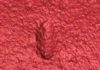 Ancestor of all animals identified in Australian fossils A 3D laser scan of an Ikaria wariootia impression. (Droser Lab/UCR)