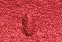 Ancestor of all animals identified in Australian fossils A 3D laser scan of an Ikaria wariootia impression. (Droser Lab/UCR)
