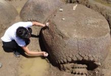 Ancient Armadillo The Size Of A Car Discovered By Farmer In Argentina Ancient Armadillo