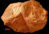Ancient shell shows days were half-hour shorter 70 million years ago Fossil rudist bivalves (Vaccinites) from the Al-Hajar Mountains, United Arab Emirates. Credit: Wikipedia, Wilson44691 – Own work, Public Domain
