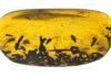 Beetles changed their diet during the Cretaceous period Numerous specimens of Kateretidae in a piece of amber from the Institute of Geology and Palaeontology in Nanjing (China). Included are also pollen grains from primitive water lilies. Credit: Georg Oleschinski/Uni Bonn