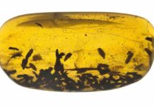 Numerous specimens of Kateretidae in a piece of amber from the Institute of Geology and Palaeontology in Nanjing (China). Included are also pollen grains from primitive water lilies. Credit: Georg Oleschinski/Uni Bonn