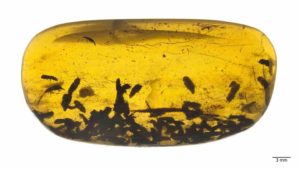 Numerous specimens of Kateretidae in a piece of amber from the Institute of Geology and Palaeontology in Nanjing (China). Included are also pollen grains from primitive water lilies. Credit: Georg Oleschinski/Uni Bonn