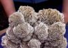 Desert Rose : What is Desert Rose? How Do Desert Roses Form? Huge Desert Rose Selenite Crystal cluster