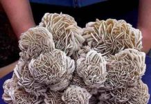 Desert Rose : What is Desert Rose? How Do Desert Roses Form? Huge Desert Rose Selenite Crystal cluster