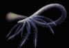 Mystery has long surrounded the evolution of Facivermis, a worm-like creature that lived approximately 518 million years ago in the Cambrian period. Credit: Franz Anthony