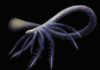 Early worm lost lower limbs for tube-dwelling lifestyle Mystery has long surrounded the evolution of Facivermis, a worm-like creature that lived approximately 518 million years ago in the Cambrian period. Credit: Franz Anthony