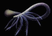 Early worm lost lower limbs for tube-dwelling lifestyle Mystery has long surrounded the evolution of Facivermis, a worm-like creature that lived approximately 518 million years ago in the Cambrian period. Credit: Franz Anthony