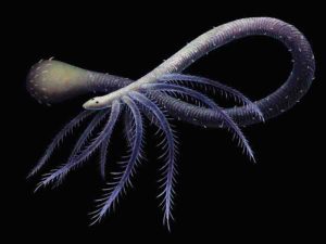 Mystery has long surrounded the evolution of Facivermis, a worm-like creature that lived approximately 518 million years ago in the Cambrian period. Credit: Franz Anthony