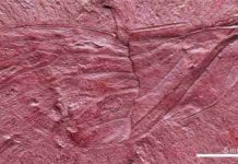 Fossilized wing gives clues about Labrador’s biodiversity during the Cretaceous Maculaferrum blaisi, described in a study published in Acta Palaeontologica Polonica, is the first hemipteran insect (true bug) to be discovered at the Redmond Formation, a fossil site from the Cretaceous period near Schefferville, Labrador. Credit: Alexandre V. Demers-Potvin