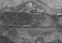 Half billion-year-old ‘social network’ observed in early animals Fossilised threads - some as long as four metres - connecting organisms known as rangeomorphs, which dominated Earth's oceans half a billion years ago. Credit: Alex Liu