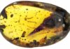 Hummingbird : Smallest Known Dinosaur Found in Amber Burmese amber with Oculudentavis skull nearly perfectly preserved inside. Credit: Lida Xing