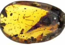 Hummingbird : Smallest Known Dinosaur Found in Amber Burmese amber with Oculudentavis skull nearly perfectly preserved inside. Credit: Lida Xing