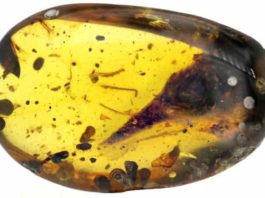 Burmese amber with Oculudentavis skull nearly perfectly preserved inside. Credit: Lida Xing