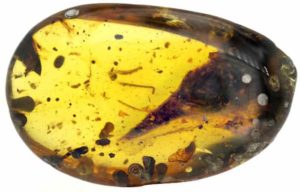 Burmese amber with Oculudentavis skull nearly perfectly preserved inside. Credit: Lida Xing