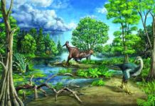 Late cretaceous dinosaur-dominated ecosystem This mural was originally made for a recent Royal Ontario Museum exhibit about a fossil ankylosaur named Zuul crurivastator. That fossil is found within a couple of meters stratigraphically/temporally of the site described in this paper. The last author on the study, David Evans, is the dinosaur curator at the Royal Ontario Museum and was also involved in the description of Zuul and design of that exhibit. Credit: Danielle Dufault, Royal Ontario Museum.