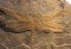 Meganeura : The largest insect ever existed was a giant dragonfly Meganeura